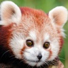 Red Panda Puzzles Jigsaws Games with Wild Animals in the Zoo