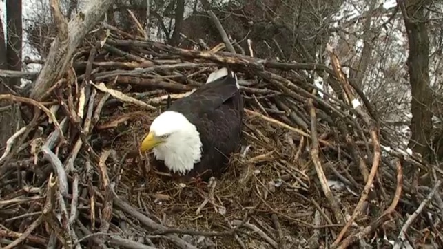 Real Live Eagle Cam(圖3)-速報App