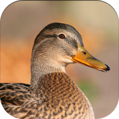 Duck Hunting Calls!