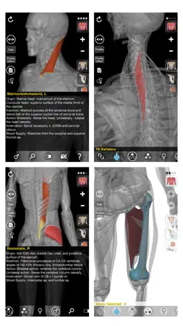 Game screenshot 3D Organon Anatomy - Muscles, Skeleton, and Ligaments hack
