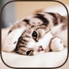 Cat Wallpapers & Backgrounds HD - Home Screen Maker with Themes of Pretty Kittens