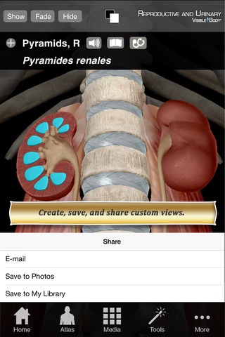 Reproductive and Urinary Anatomy Atlas: Essential Reference for Students and Healthcare Professionals screenshot 3