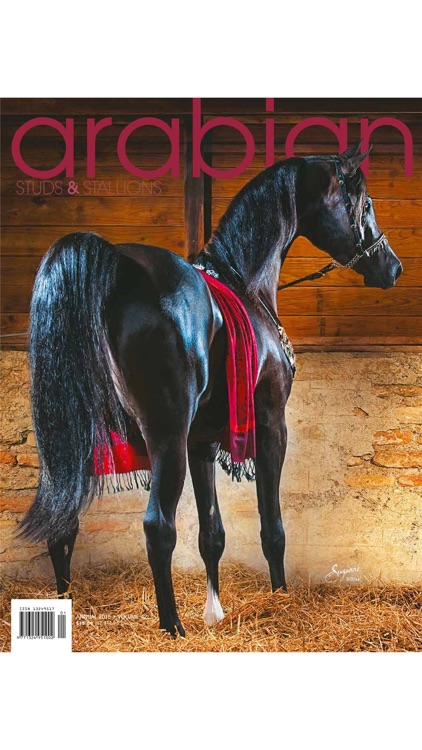 Arabian Studs and Stallions