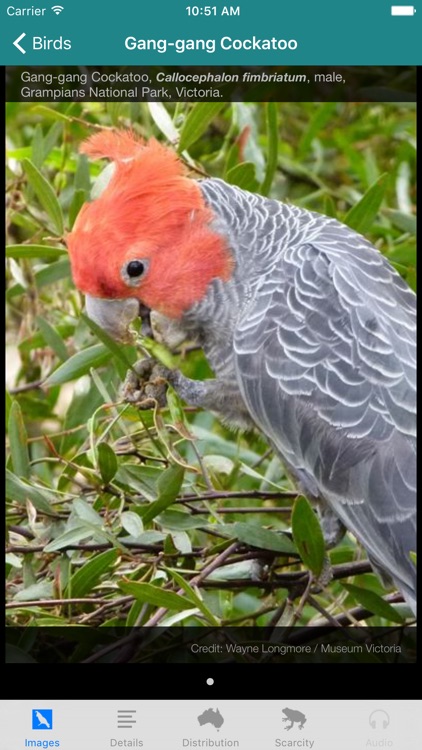 Field Guide to Australian Capital Territory Fauna screenshot-3