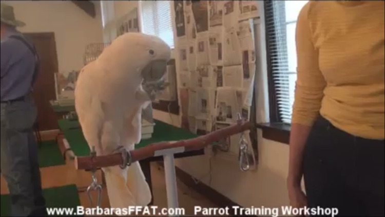 Training A Parrot screenshot-4
