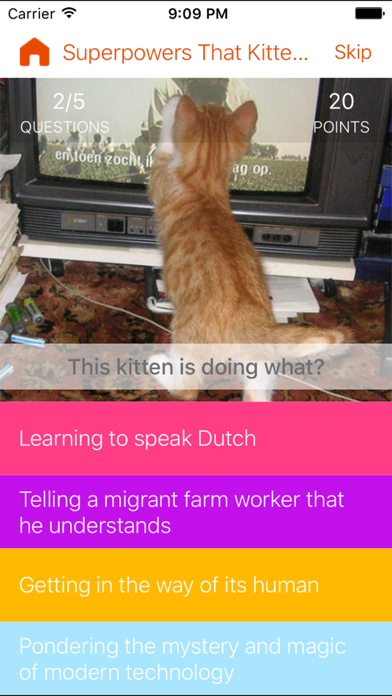Screenshot #1 pour Kittens vs. You - Free Trivia and Quiz Game for Kittens of All Ages