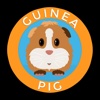 Guinea Pig