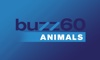 buzz60 Animals