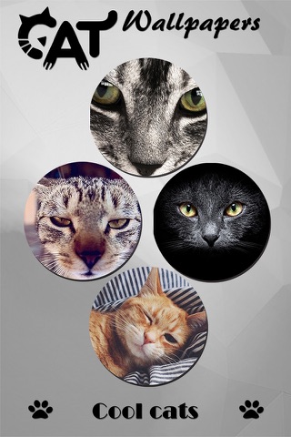 Cat Wallpapers & Backgrounds HD - Home Screen Maker with Themes of Pretty Kittens screenshot 4