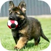 German Shepherd Puppy Training Made Easy - Best Guide & Tips For Beginners
