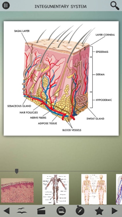 Human Body Details
