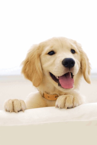 Golden Retriever Wallpaper HD screenshot 3