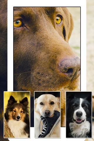 Dogs and Puppies - Dog Wallpapers, Cute Animal Backgrounds screenshot 3