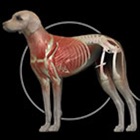 Top 36 Medical Apps Like Dog Anatomy: Canine 3D - Best Alternatives