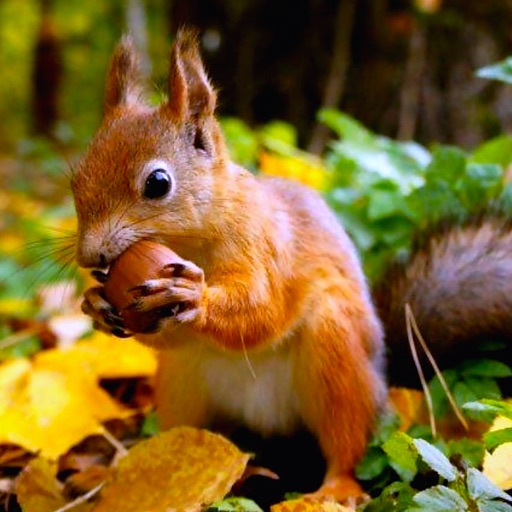 Squirrel Hunter Adventure iOS App