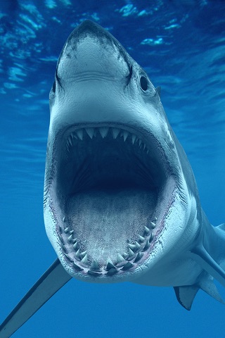 Shark Attack Survival: Great White & Tiger, Blue & Mako, Hammerhead & Whale screenshot 3
