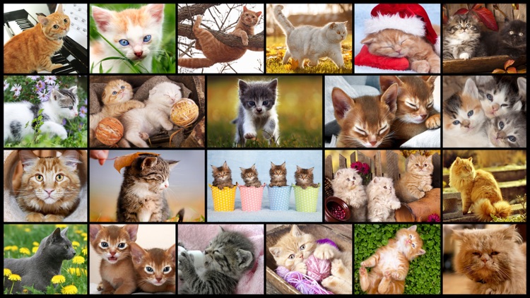 Cute Cats - Real Cat and Kitten Picture Jigsaw Puzzles Games for Kids screenshot-0