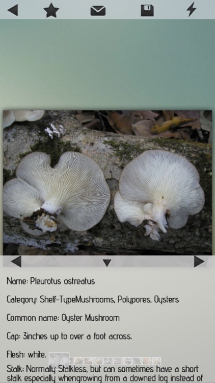 Mushrooms Wiki screenshot-4