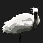 Xuan Thuy Birds