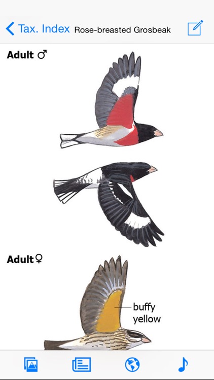 The Sibley eGuide to the Birds of North America