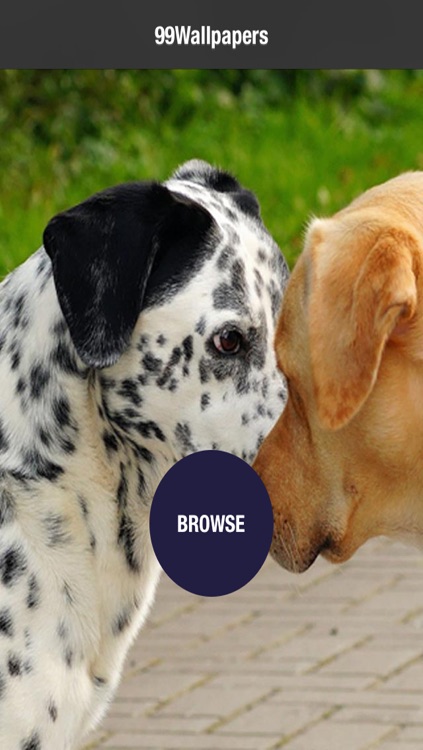 99 Wallpaper.s - Beautiful Backgrounds and Pictures of Dogs and Puppies