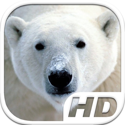 Polar Bear Simulator HD Animal Life icon
