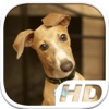 Greyhound Simulator HD Animal Life