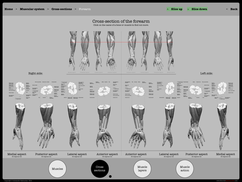 Écorché assistant screenshot 4