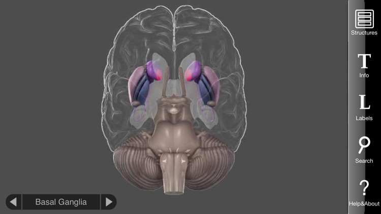 3D Brain