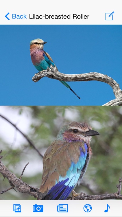 Sasol eBirds of the Kruger National Park