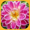 Jigsaw Puzzle - Flower