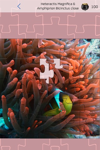 Marine Life Jigsaw screenshot 4