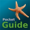 Pocket Guide UK Seashore
