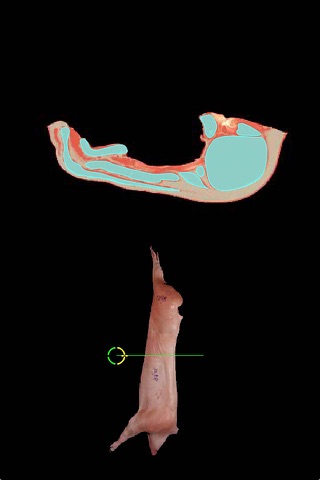 NU Pork Anatomy screenshot 2