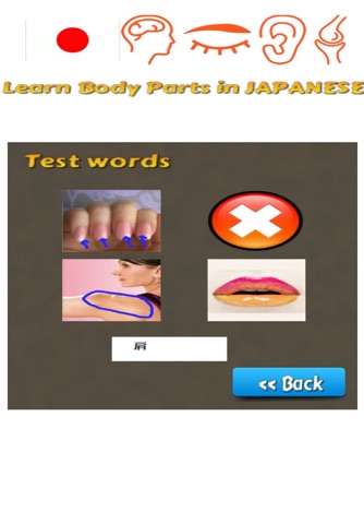 Learn Body Parts in Japanese screenshot 3
