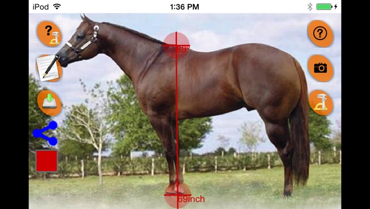 Horse Conformation