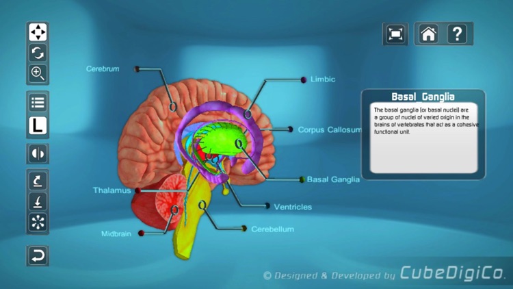 HumanBrainInteractive