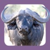 Sasol Natuurlewe vir Beginners (Volle Weergawe): Blitsfeite, foto's en video's van 46 Suider-Afrikaanse diere