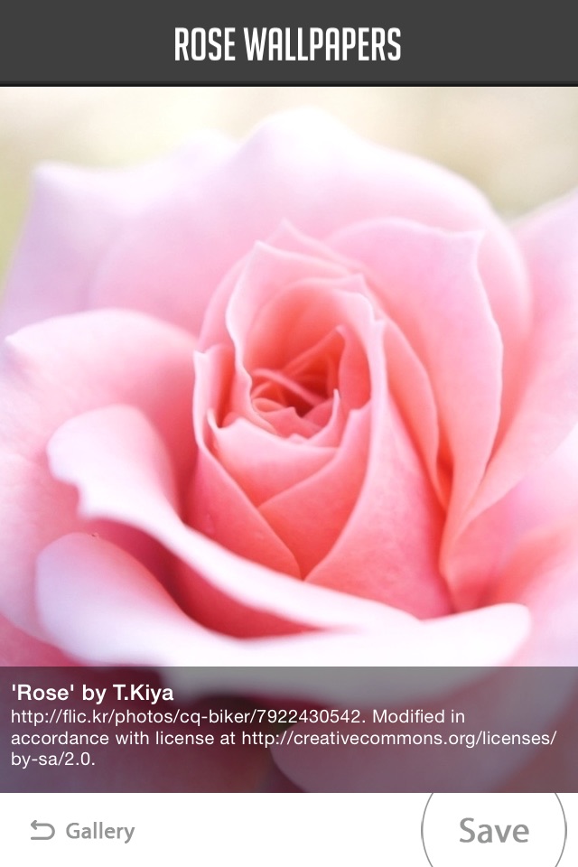 Rose Wallpaper screenshot 4