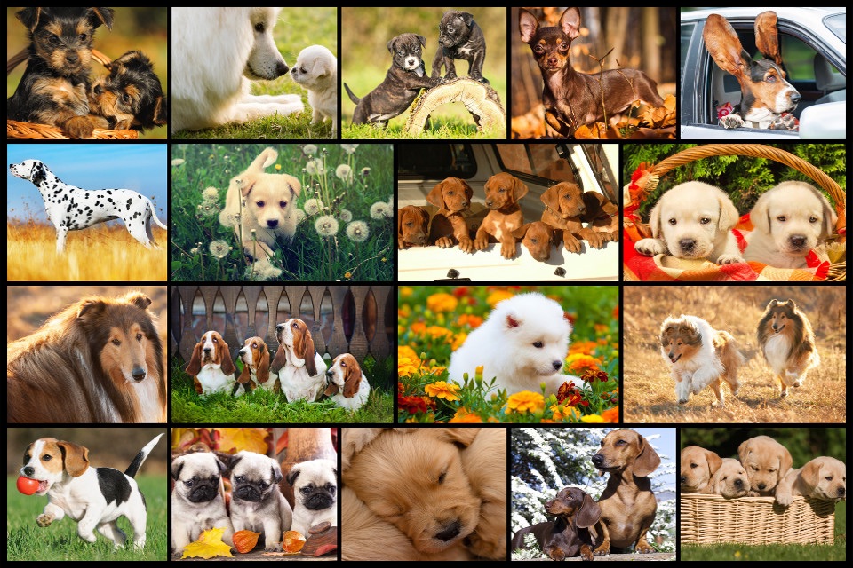 Dog Puzzles - Jigsaw Puzzle Game for Kids with Real Pictures of Cute Puppies and Dogs screenshot 2