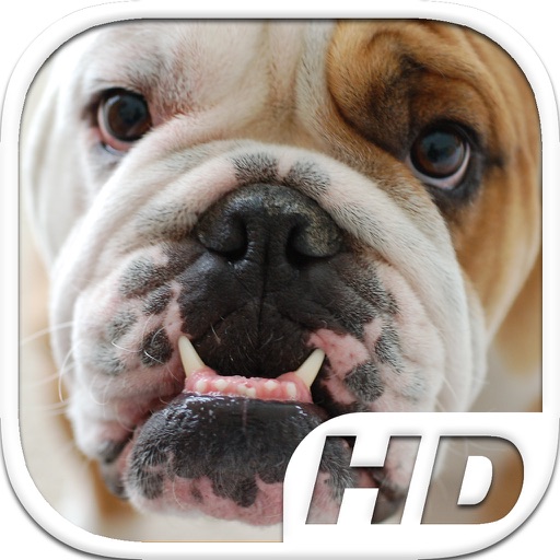 Bulldog Simulator HD Animal Life iOS App