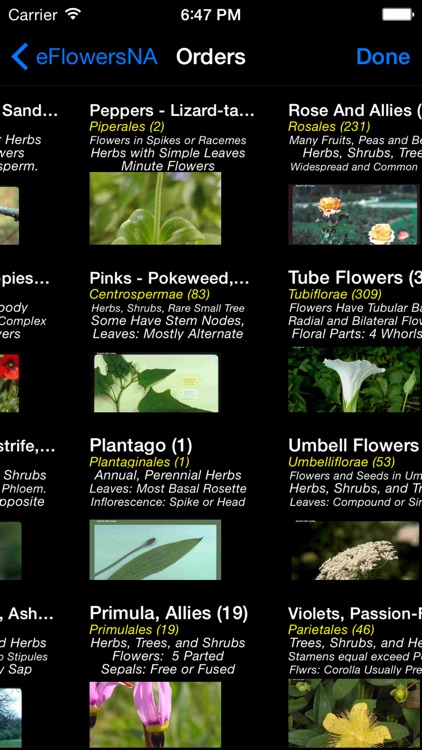 Wildflowers of North America - eFlowersNA - A Wildflower App