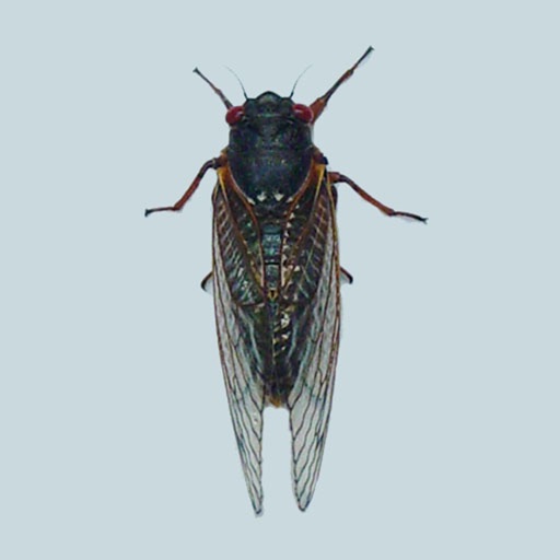 Cicada FREE icon