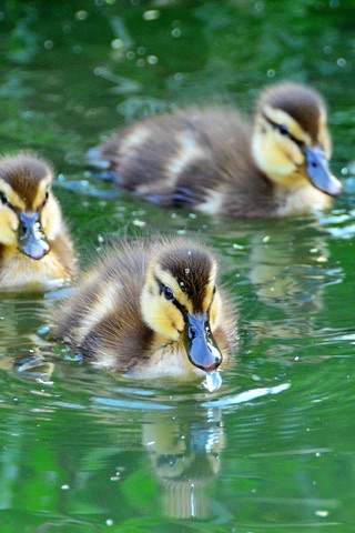 Unique Bird Wallpapers: Stunning Ornithological Backgrounds screenshot 4