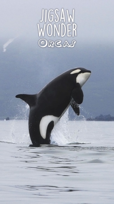 逆戟鲸拼.基本信息