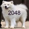 Samoyed 2048