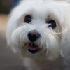 Cute Dogs - Wallpapers & Slideshow HD