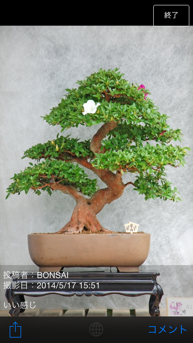 みんなの盆栽【BONSAI World】のおすすめ画像2