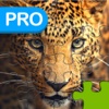 Big Cats Puzzle Pro - Forge The Jigsaw From Unscrambled Pieces