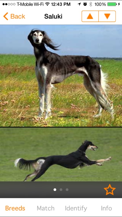 Perfect Dog Free - Ultimate Breed Guide To Dogs